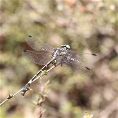 Unidentified Dragonfly (Anisoptera) at Jerrawa, NSW - 28 Dec 2024 by ConBoekel