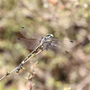 Austroepigomphus praeruptus at suppressed - suppressed