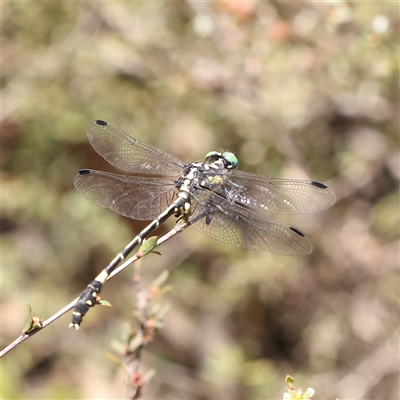 Austroepigomphus praeruptus (Twin-spot Hunter) by ConBoekel