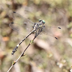 Austroepigomphus praeruptus at suppressed - suppressed