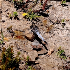 Orthetrum caledonicum (Blue Skimmer) at Jerrawa, NSW - 28 Dec 2024 by ConBoekel