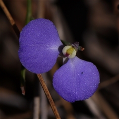 Comesperma defoliatum (Leafless Milkwort) at Bango, NSW - 28 Dec 2024 by ConBoekel