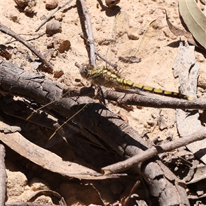 Orthetrum caledonicum at Bango, NSW - 28 Dec 2024 12:23 PM