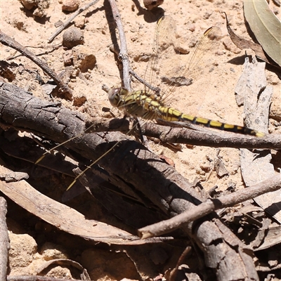 Orthetrum caledonicum (Blue Skimmer) at Bango, NSW - 28 Dec 2024 by ConBoekel