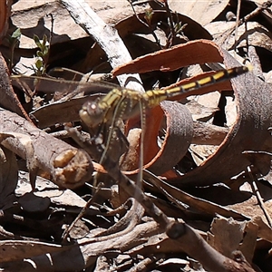 Orthetrum caledonicum at Bango, NSW - 28 Dec 2024 12:23 PM