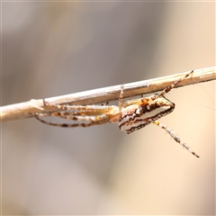 Plebs bradleyi (Enamelled spider) at Lade Vale, NSW - 28 Dec 2024 by ConBoekel