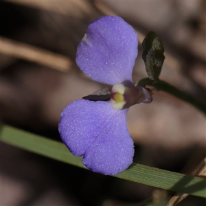 Comesperma defoliatum at Lade Vale, NSW - 28 Dec 2024