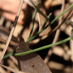 Comesperma defoliatum at Lade Vale, NSW - 28 Dec 2024