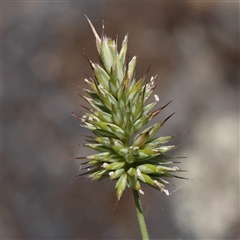 Echinopogon sp. (Hedgehog Grass) at Lade Vale, NSW - 28 Dec 2024 by ConBoekel