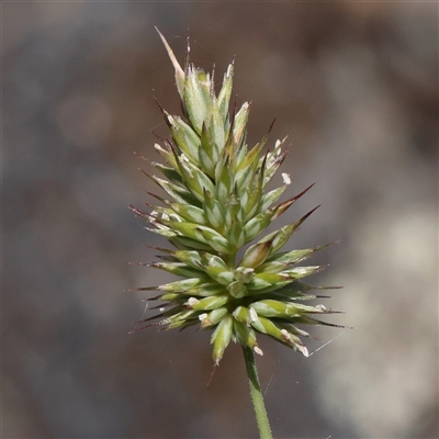 Echinopogon (genus) (Hedgehog Grass) at Lade Vale, NSW - 28 Dec 2024 by ConBoekel