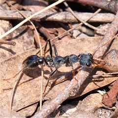 Myrmecia tarsata (Bull ant or Bulldog ant) at Manton, NSW - 28 Dec 2024 by ConBoekel