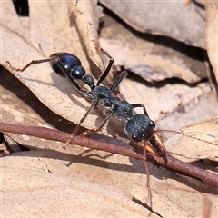 Myrmecia tarsata at Manton, NSW - 28 Dec 2024 01:33 PM