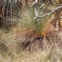 Xanthorrhoea glauca subsp. angustifolia (Grey Grass-tree) at Lade Vale, NSW - 28 Dec 2024 by ConBoekel