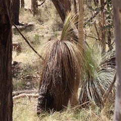 Xanthorrhoea glauca subsp. angustifolia at Lade Vale, NSW - 28 Dec 2024