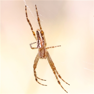 Plebs bradleyi (Enamelled spider) at Lade Vale, NSW - 28 Dec 2024 by ConBoekel