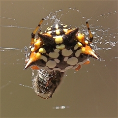 Austracantha minax (Christmas Spider, Jewel Spider) at Lade Vale, NSW - 28 Dec 2024 by ConBoekel