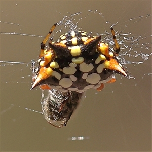 Austracantha minax at Lade Vale, NSW - 28 Dec 2024 01:44 PM