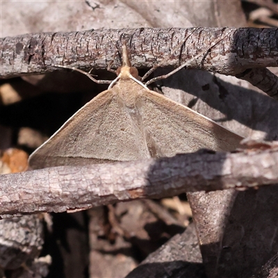 Epidesmia hypenaria (Long-nosed Epidesmia) at Lade Vale, NSW - 28 Dec 2024 by ConBoekel