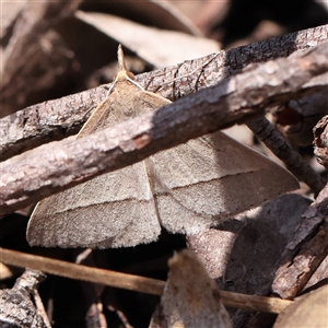 Epidesmia hypenaria at Lade Vale, NSW - 28 Dec 2024 01:47 PM