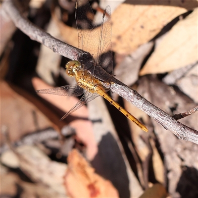 Diplacodes bipunctata (Wandering Percher) at Lade Vale, NSW - 28 Dec 2024 by ConBoekel