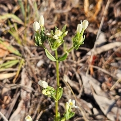 Centaurium erythraea (Common Centaury) at Hawker, ACT - 31 Dec 2024 by sangio7