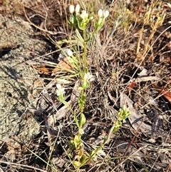 Centaurium erythraea at Hawker, ACT - 31 Dec 2024 07:26 AM