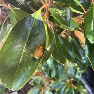 Anoplognathus brunnipennis at Fisher, ACT - 1 Jan 2025