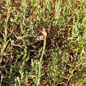 Hypericum gramineum at Hawker, ACT - 31 Dec 2024 07:30 AM