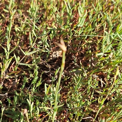 Hypericum gramineum (Small St Johns Wort) at Hawker, ACT - 31 Dec 2024 by sangio7