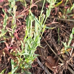 Hypericum gramineum at Hawker, ACT - 31 Dec 2024 07:30 AM