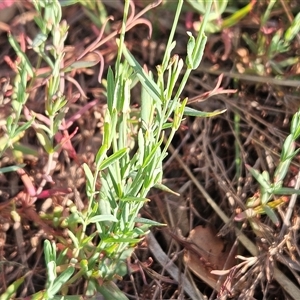 Hypericum gramineum at Hawker, ACT - 31 Dec 2024 07:30 AM