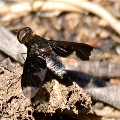 Balaana sp. (genus) (Bee Fly) at Strathnairn, ACT - 31 Dec 2024 by Thurstan