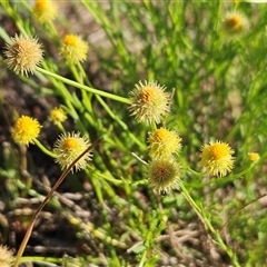 Calotis lappulacea (Yellow Burr Daisy) at Hawker, ACT - 31 Dec 2024 by sangio7