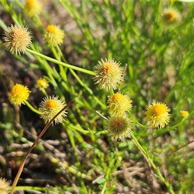 Calotis lappulacea (Yellow Burr Daisy) at Hawker, ACT - 30 Dec 2024 by sangio7