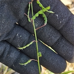 Grona varians (Slender Tick-Trefoil) at Hawker, ACT - 31 Dec 2024 by sangio7