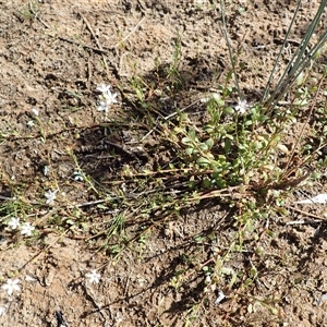 Samolus repens at Bawley Point, NSW - 30 Dec 2024 08:17 AM