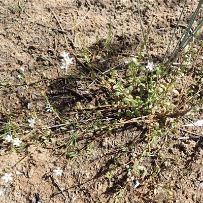 Samolus repens (Creeping Brookweed) at Bawley Point, NSW - 30 Dec 2024 by plants