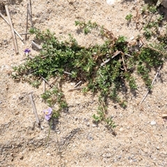 Thyridia repens (Creeping Monkey Flower) at Bawley Point, NSW - 29 Dec 2024 by plants