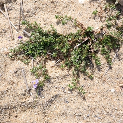 Thyridia repens (Creeping Monkey Flower) at Bawley Point, NSW - 30 Dec 2024 by plants