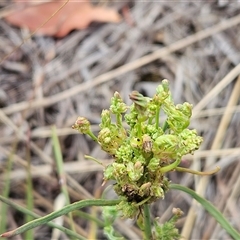 Plantago lanceolata (Ribwort Plantain, Lamb's Tongues) at Hawker, ACT - 30 Dec 2024 by sangio7