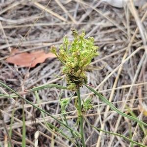 Plantago lanceolata at Hawker, ACT - 31 Dec 2024 10:24 AM