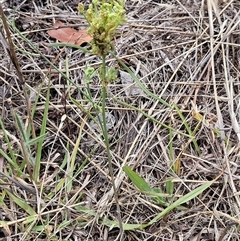 Plantago lanceolata at Hawker, ACT - 31 Dec 2024 10:24 AM