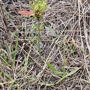 Plantago lanceolata at Hawker, ACT - 31 Dec 2024 10:24 AM