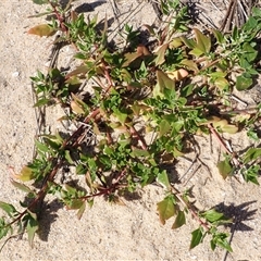 Chenopodium glaucum (Glaucous Goosefoot) at Bawley Point, NSW - 29 Dec 2024 by plants