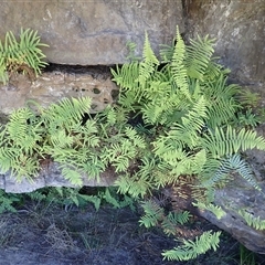 Gleichenia rupestris (Scrambling Coral Fern) at Bawley Point, NSW - 29 Dec 2024 by plants