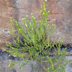 Baeckea imbricata (Coastal Baeckea, Heath Myrtle) at Bawley Point, NSW - 30 Dec 2024 by plants