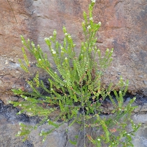 Baeckea imbricata at Bawley Point, NSW - 30 Dec 2024 08:31 AM