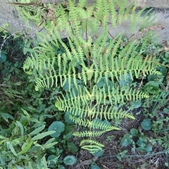 Histiopteris incisa (Bat's-Wing Fern) at Bawley Point, NSW - 30 Dec 2024 by plants