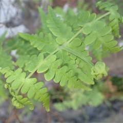 Histiopteris incisa at Bawley Point, NSW - suppressed