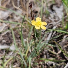 Hypericum gramineum (Small St Johns Wort) at Hawker, ACT - 31 Dec 2024 by sangio7